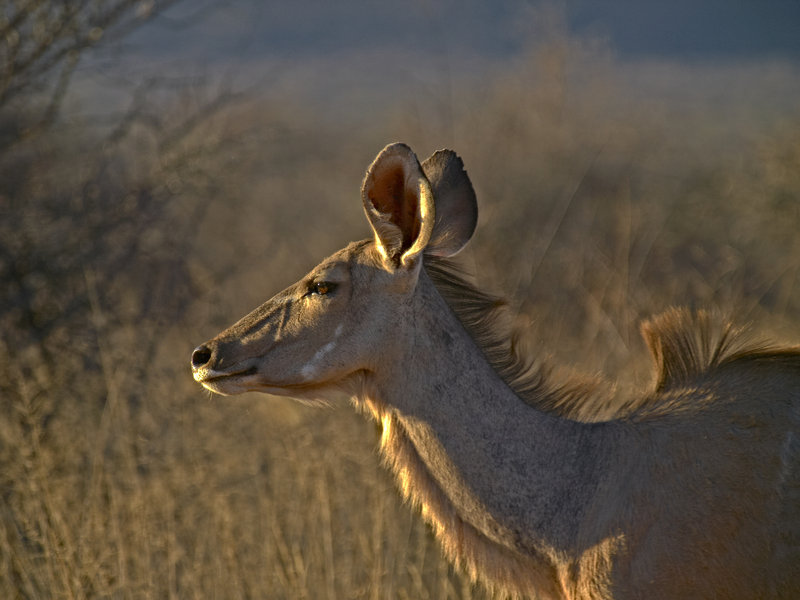 Kudu, Okonjima